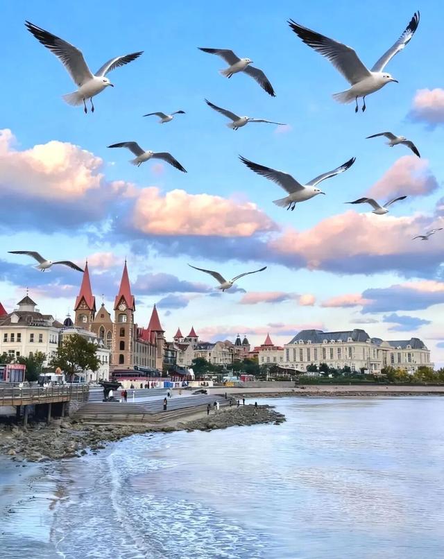 治愈天花板！快来“鸥”遇冬日山东