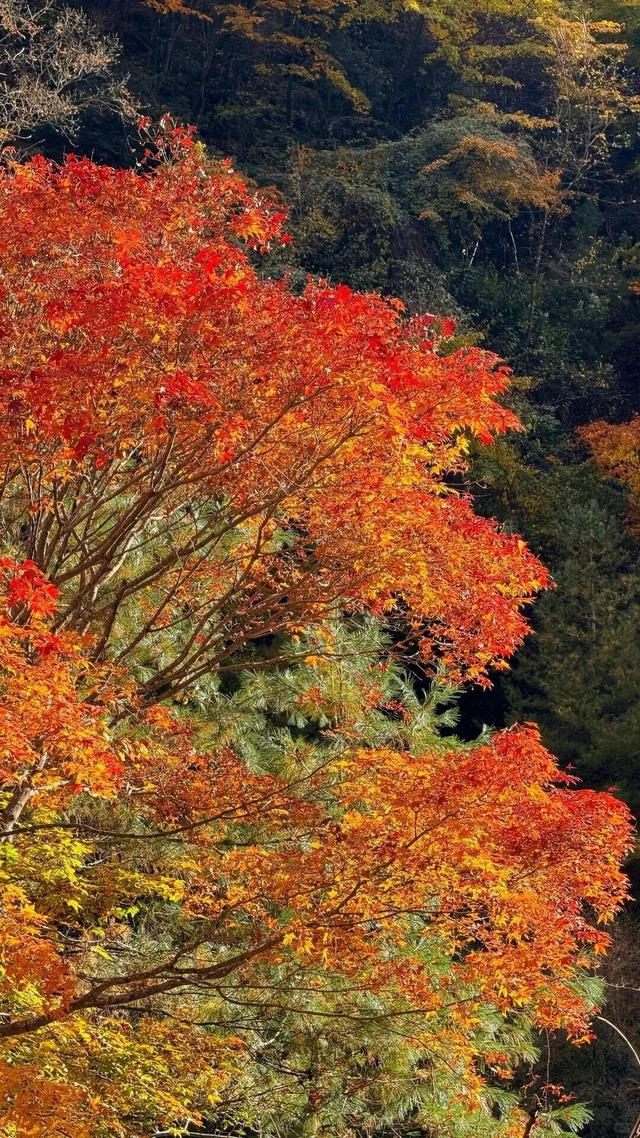 广元⇄甘孜 梦幻联动！七折游两地A级景区！