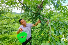 有“李”真甜！蕉岭蓝坊百亩李子迎丰收图片