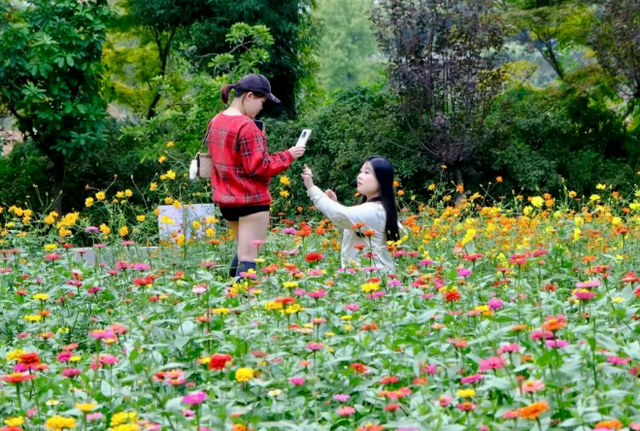邂逅武汉植物园秋日浪漫 硫华菊灿若云霞 绣球粉面初现