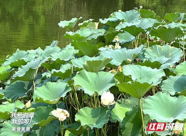 我爱湘潭我的家丨湖湘公园：莫因炎热误美景 夏日赏荷正当时
