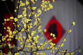 北京：国家植物园蜡梅盛开图片