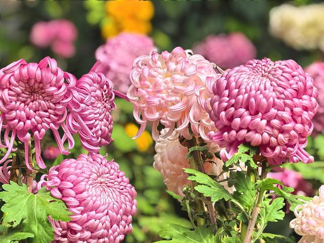 到红螺寺看室内菊花展：主打一个温暖清新