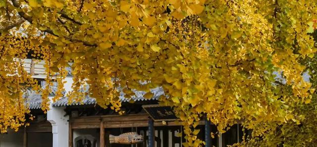 古寺银杏披金装，快来普陀这里感受属于它的色调