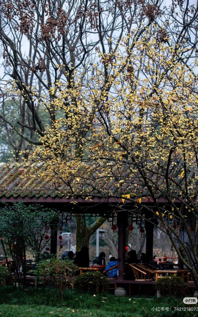 周末赶紧冲！趁着阳光明媚去寻香→