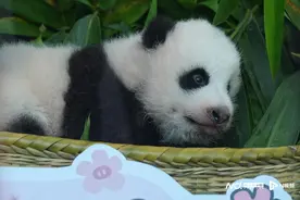 长隆“妹猪”IP形象首发亮相，奶凶大熊猫萌二代团圆过中秋图片