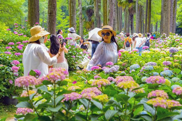 天工之巧！8000盆绣球绣出飘逸的林下彩绸