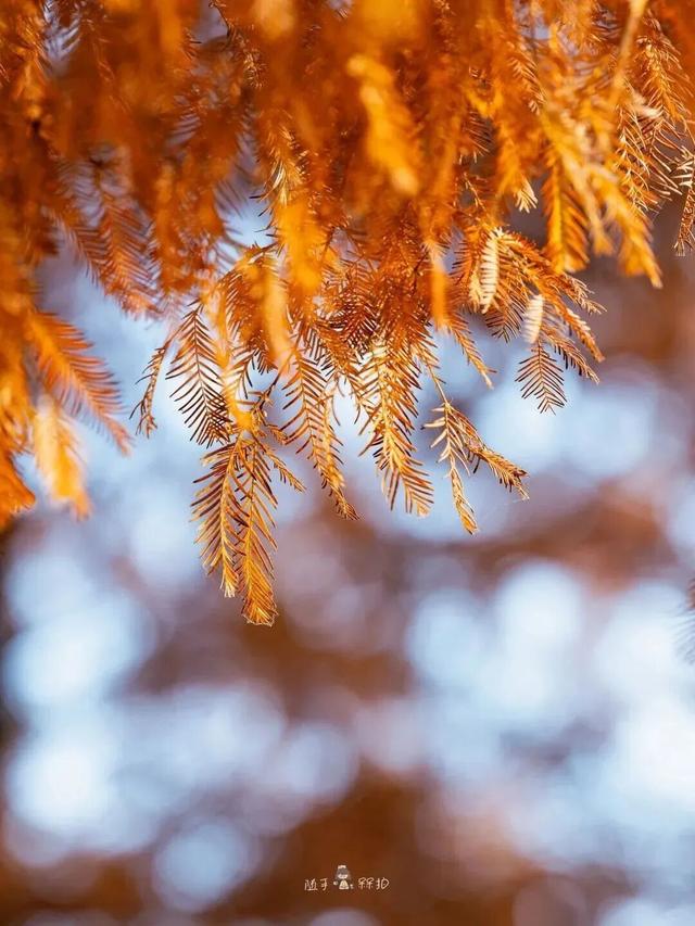 别错过，成都公园里的绝美冬景！