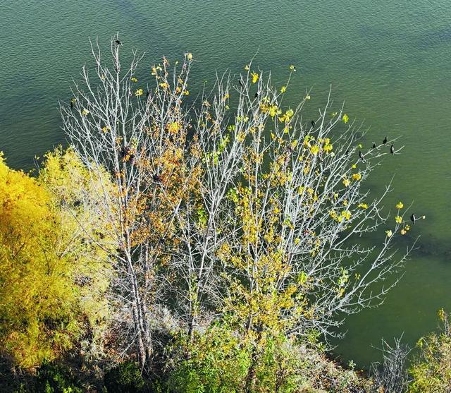 美到窒息！初冬的石家庄滹沱河畔，随手一拍便是大片