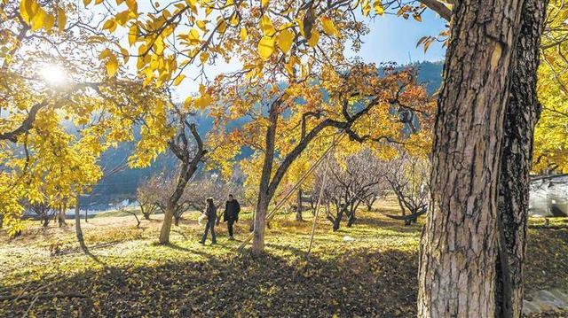 当梨园披上冬日的霜