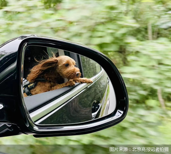 携宠出境游咨询量翻倍，航司、酒店争抢“宠物友好”新蓝海