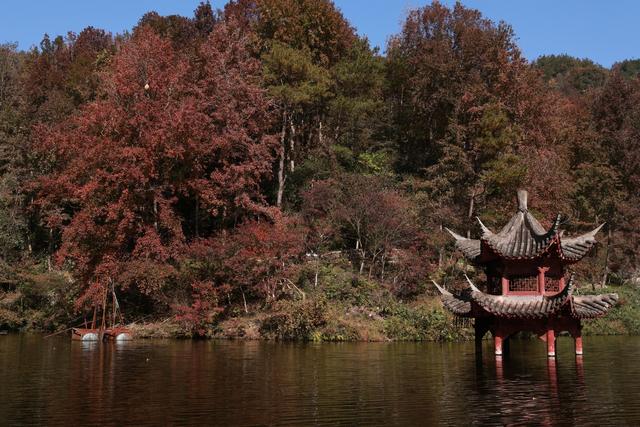 武汉一景区秋叶已进入最佳观赏期：可持续近两个月，共5千多亩枫树和3万多株银杏