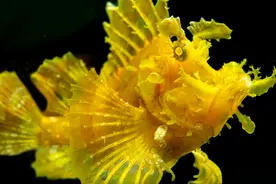 去看“海龙王”，上海海洋水族馆春节展示最具“龙气”的鱼图片