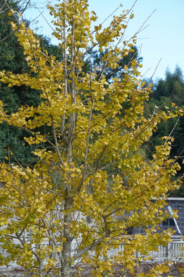 惊艳上线！福州这里变身“黄金村”！还有人靠它悄悄赚钱……