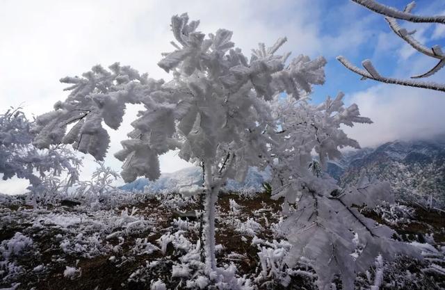 多图直击融水雾凇美景