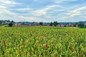 从一穗红高粱看宜泸原粮基地如何冲锋“世界级”？丨蜀中策·宜泸白酒攀“珠峰”图片