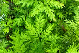 科学家发现植物青蒿对抗病毒和癌症的药用功效图片