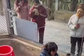 女饲养员与200斤棕熊“打架”引网友担心，当事人回应：我和它天下第一好图片