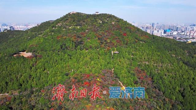 一年四季 泉在济南丨秋色入画层林尽染！千佛山红叶迎来最佳观赏期