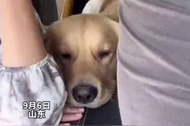 男子挨媳妇打，旁边的狗也被殃及，网友:果然女人生气时 狗都得挨两巴掌图片