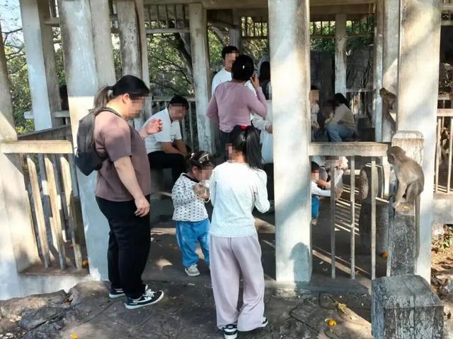 垃圾遍地、道路崩塌、小孩被抓……柳州这座“网红”废弃猴山，打卡该停了！