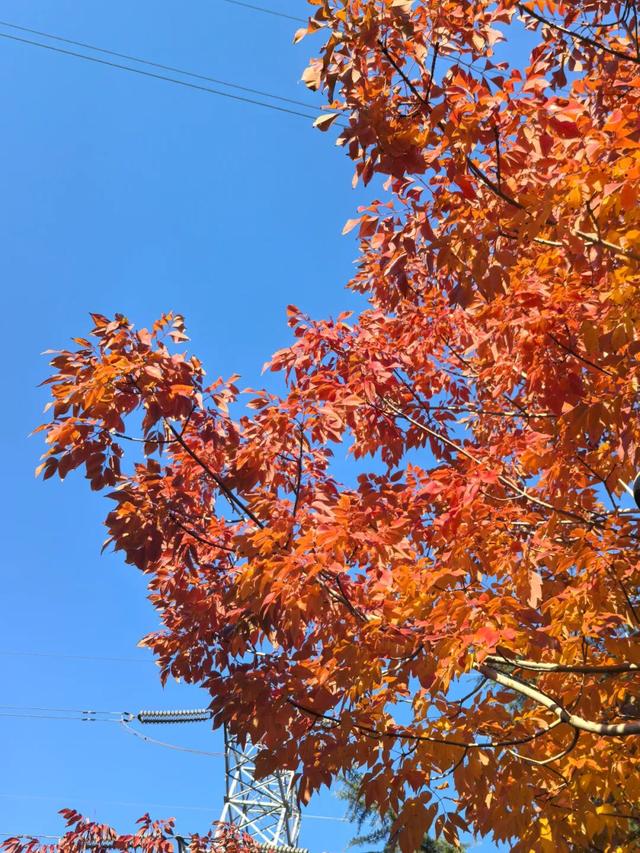 看！市北的深秋落在了地上！快来捡个秋