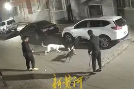 长春一小区内深夜斗狗猎杀猫咪？属地派出所：正在调查图片