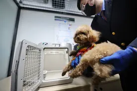 多位“宠物旅客”尝鲜“坐”高铁，运输箱内部长这样图片