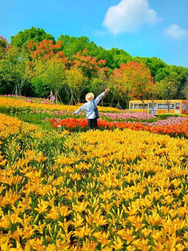 原来冬日里的江西，也会“花开成海”！