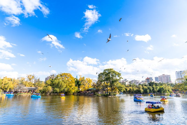 跟着海鸥追鸥气！打卡云南湖光的冬日诗意栖居