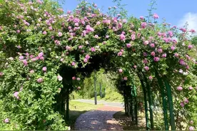 市区第一波蔷薇花瀑热门地来啦！地铁可达！图片