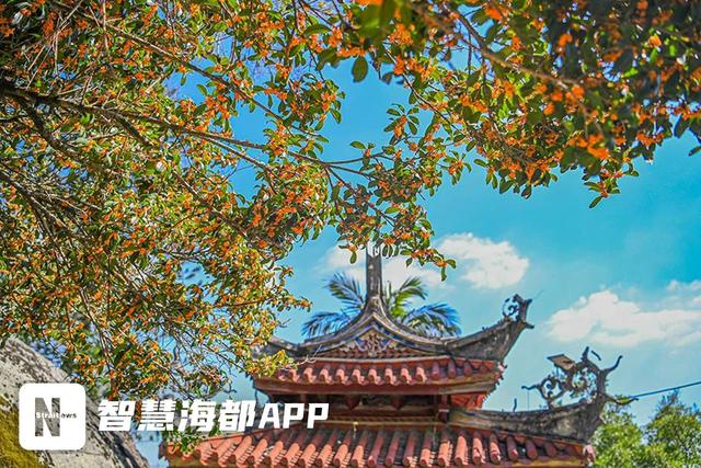 南安官桥一片寺：百年桂树，邂逅秋日