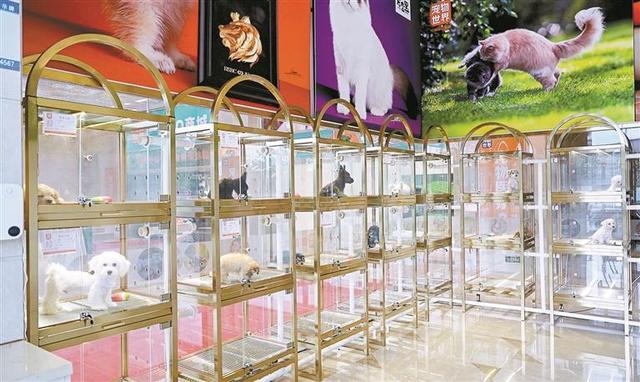 两万平方米“宠物王国”，就在龙华大浪！