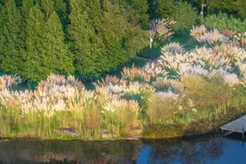《诗经》里的蒹葭，到底是什么植物？图片
