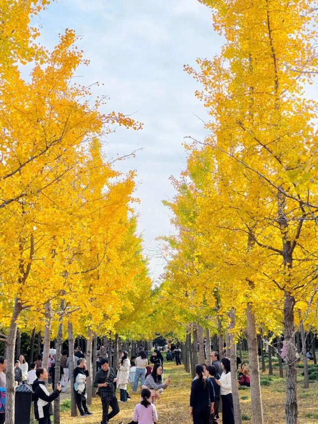 丝路文化行｜循班超足迹 赏银杏美景