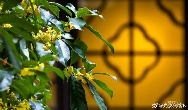 秦淮花事 | 秋日限定！在秦淮，与一场桂花雨不期而遇→