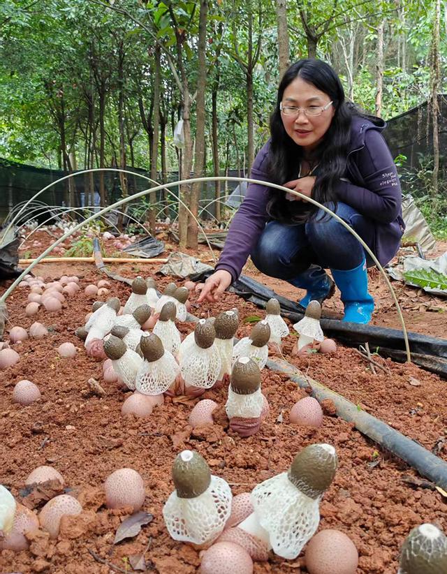 观云台 | 为啥不少野生菌不能人工养？