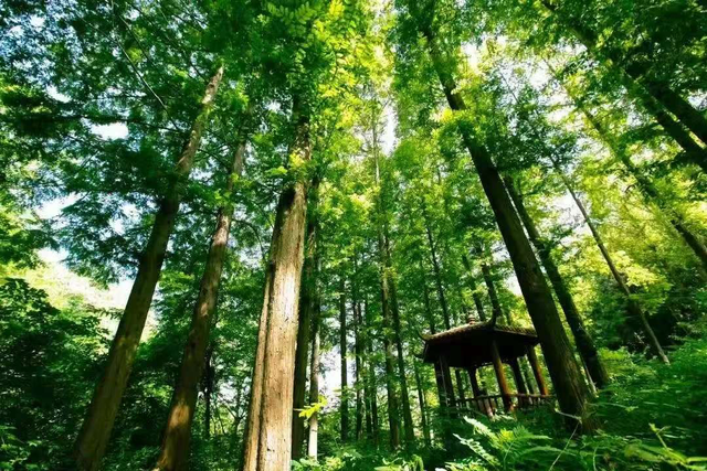 高铁票变“旅游套票兑换证”！坐高铁来灵宝看赛会节抽旅游套票
