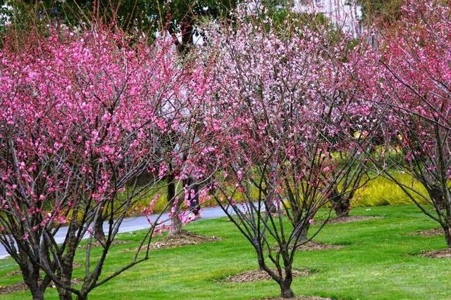 凭实力出圈！静安这座“宝藏公园”获国家级“儿童友好”认证！树屋、滑梯、秋千……太好玩啦