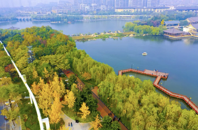 曲江银杏观赏季丨漫步金色世界，享受秋日时光