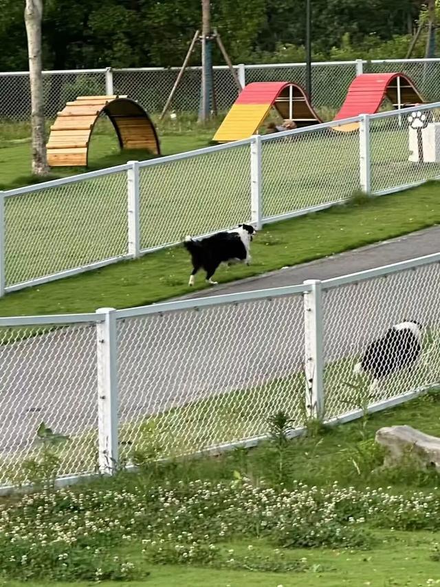 3000㎡！属于萌宠的gogoland帮你找到了！