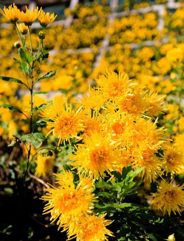 多彩京秋各区巡游 |房山区美翻了！秋日限定~