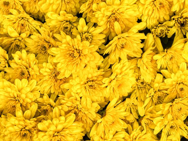 百花争艳！秋日温榆河公园宛如色彩海洋