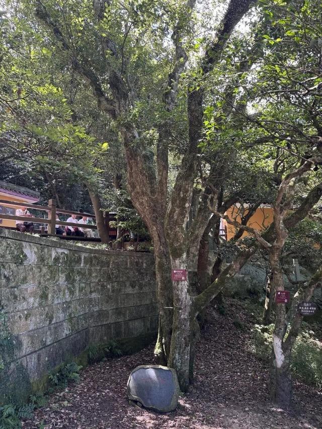 不如去看一棵树！全球仅此一棵，就在浙江