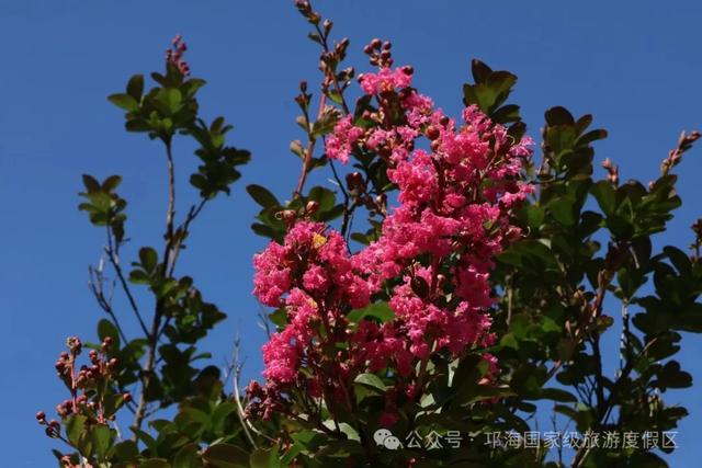 繁花似锦 | 邛海紫薇花开缀满枝头,百日浪漫尽在眼前