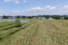 湖南中方县：艾草青青喜丰收 机械化收割省心又省力图片