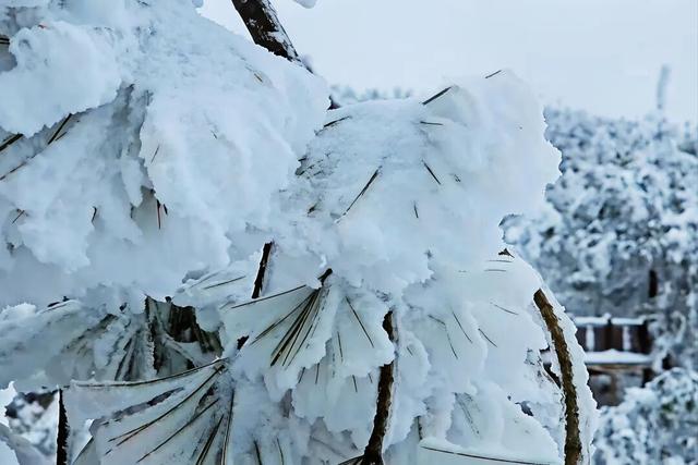 鲁甸之巅现绝美冰雪仙境！小雪至，雪满峰峦