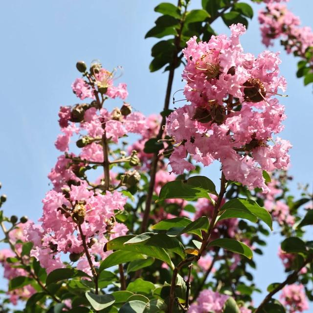 西安因你而美 | 夏日独占芳菲 紫薇花开正艳