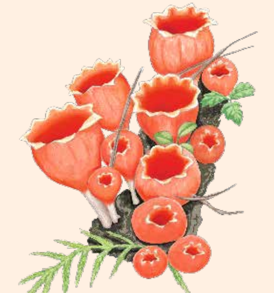 拥有超500万物种的“真菌王国”是什么样的？