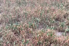 河南部分地区麦苗干枯，农民：穗抽不起恐绝产图片